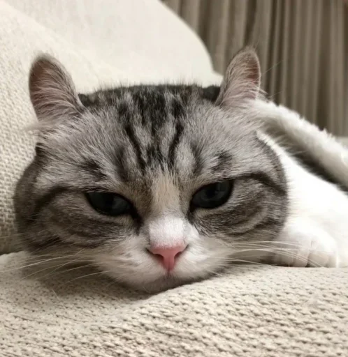 💤 Стикер «Будни Комару» для Telegram