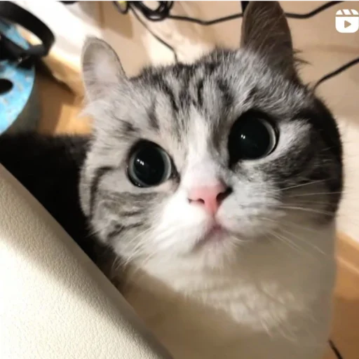 🤨 Стикер «Будни Комару» для Telegram