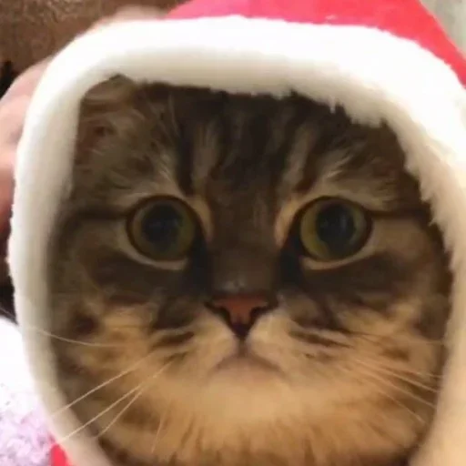 🎄 Стикер «Будни Комару» для Telegram