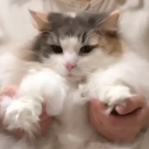 😻 Стикер «Будни Комару» для Telegram