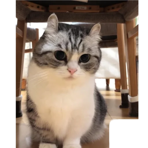 🥰 Стикер «Будни Комару» для Telegram