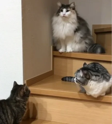 🐱 Стикер «Будни Комару» для Telegram