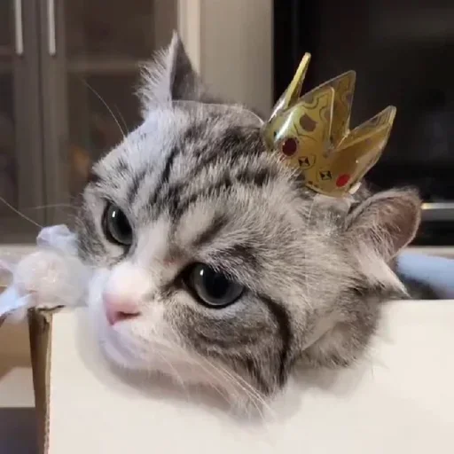 👑 Стикер «Будни Комару» для Telegram