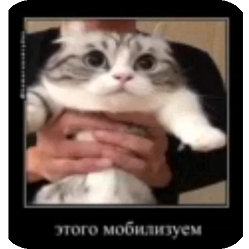 🫡 Стикер «Комару рофлс» для Telegram