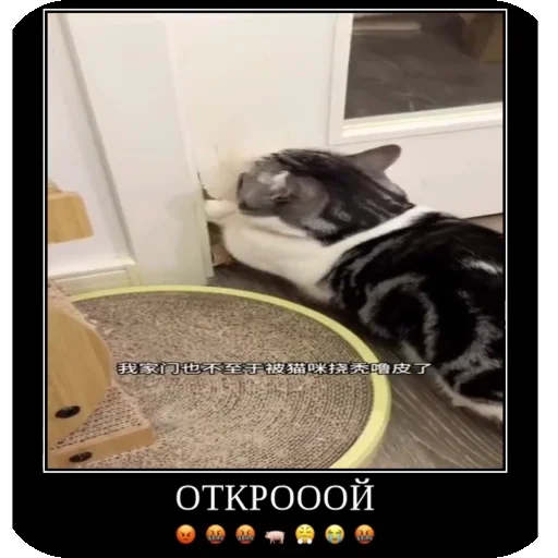 🚪 Стикер «Комару рофлс» для Telegram