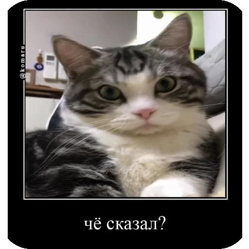 😡 Стикер «Комару рофлс» для Telegram