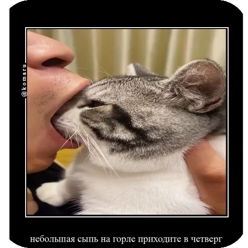 🤲 Стикер «Комару рофлс» для Telegram