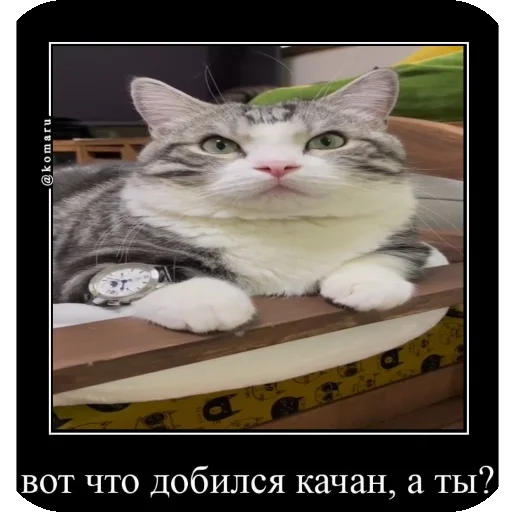 💸 Стикер «Комару рофлс» для Telegram