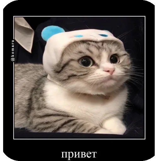 👋 Стикер «Комару рофлс» для Telegram