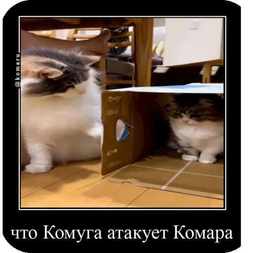 🛋 Стикер «Комару рофлс» для Telegram