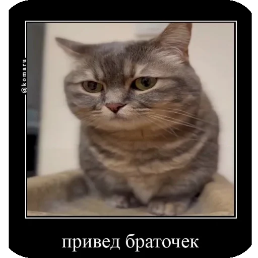 👋 Стикер «Комару рофлс» для Telegram