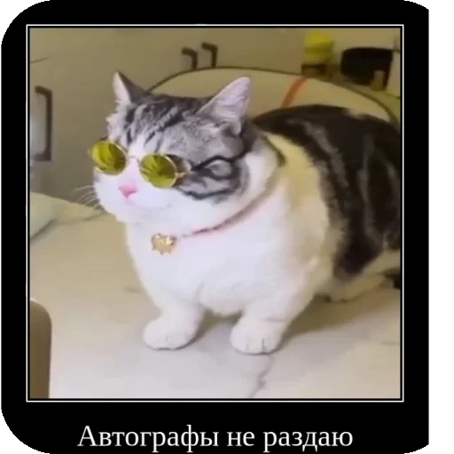 🐱 Стикер «Комару рофлс» для Telegram