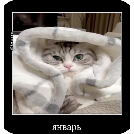 😩 Стикер «Комару рофлс» для Telegram
