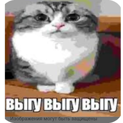 🐱 Стикер «Комару рофлс» для Telegram