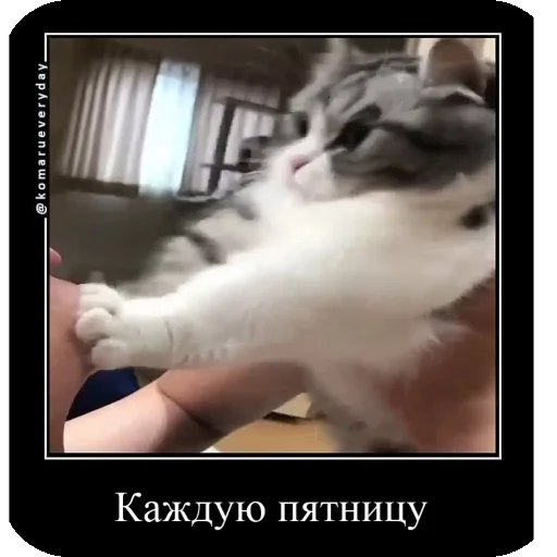 🗓 Стикер «Комару рофлс» для Telegram