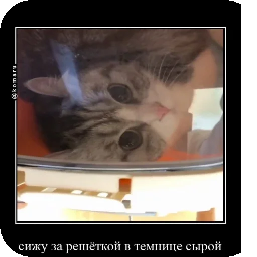 🌟 Стикер «Комару рофлс» для Telegram