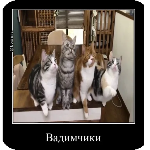 🐱 Стикер «Комару рофлс» для Telegram