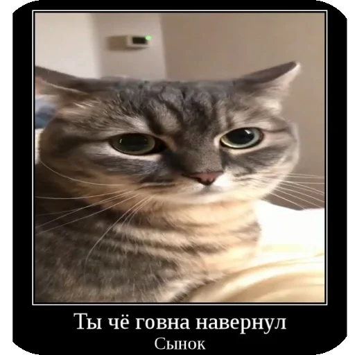 🐱 Стикер «Комару рофлс» для Telegram