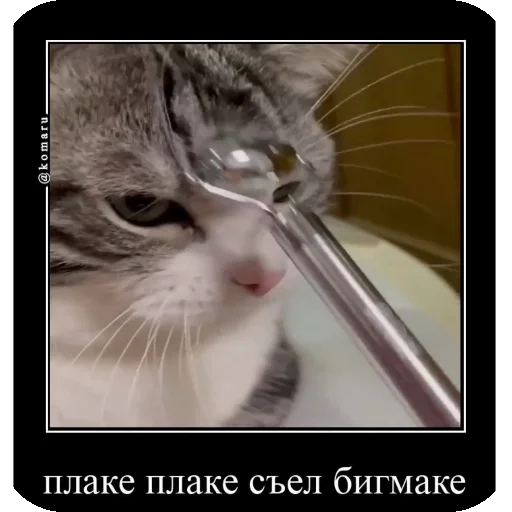 👍 Стикер «Комару рофлс» для Telegram