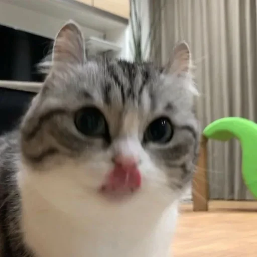 🐈 Стикер «Komaru» для Telegram