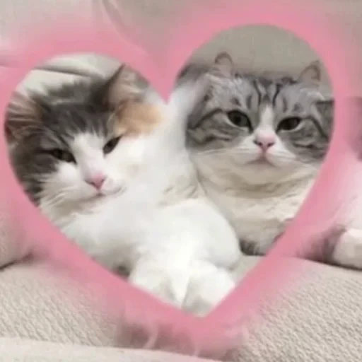 🐈 Стикер «Komaru» для Telegram