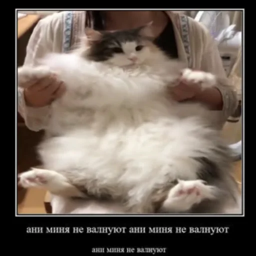 🐈 Стикер «Komaru» для Telegram