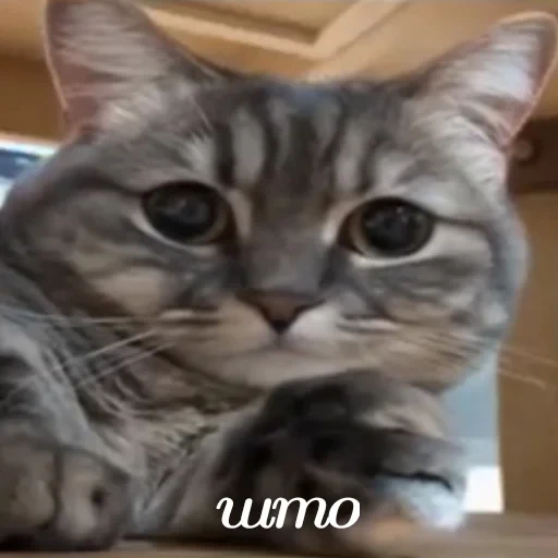 🐈 Стикер «Komaru» для Telegram