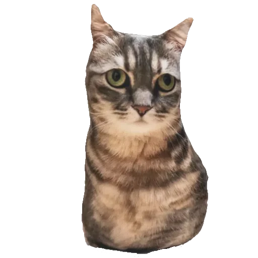 🐈 Стикер «Komaru» для Telegram