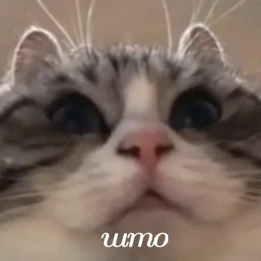 🐈 Стикер «Komaru» для Telegram