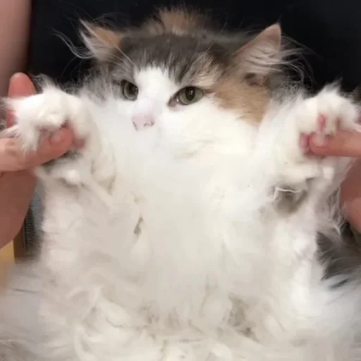 🐾 Стикер «Komaru» для Telegram