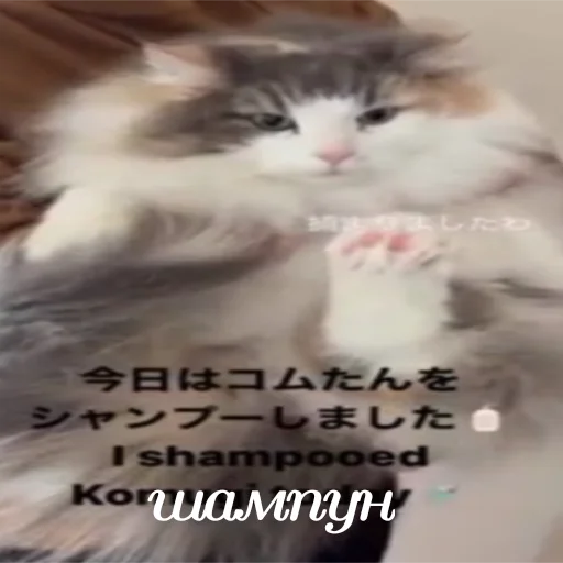 🐈 Стикер «Komaru» для Telegram