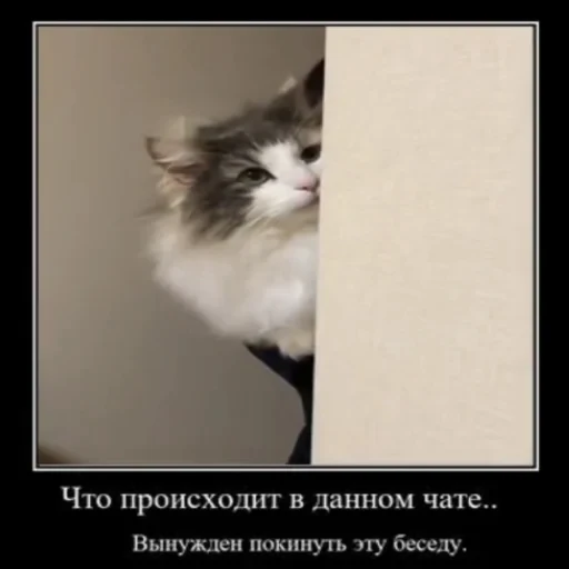 🐈 Стикер «Komaru» для Telegram