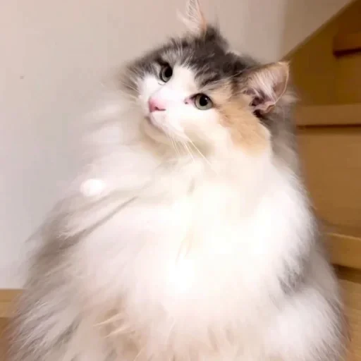 🐈 Стикер «Komaru» для Telegram