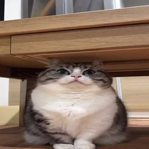 🐈 Стикер «Komaru» для Telegram