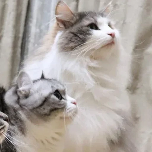 🐈 Стикер «Komaru» для Telegram