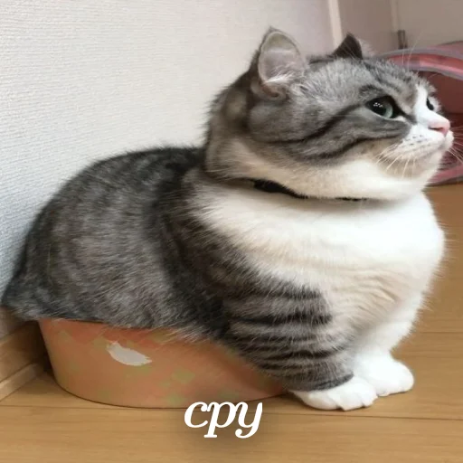 🐈 Стикер «Komaru» для Telegram