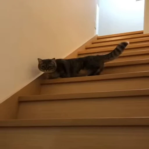 🐈‍⬛ Стикер «Komaru» для Telegram