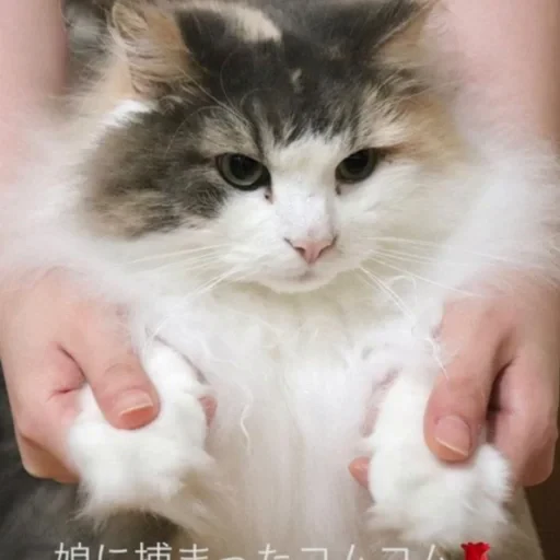 🐈 Стикер «Komaru» для Telegram