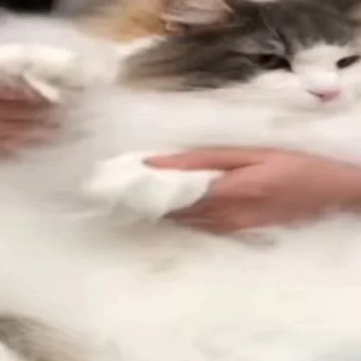 🐈 Стикер «Komaru» для Telegram