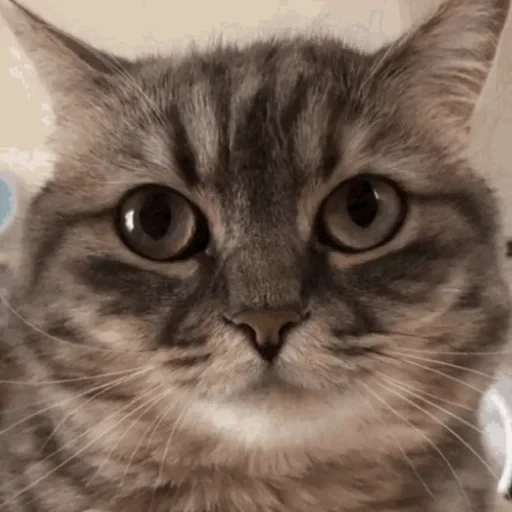 🐈 Стикер «Komaru» для Telegram