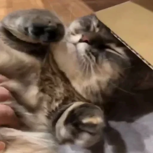 🐈 Стикер «Komaru» для Telegram