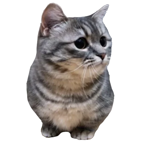 🐈 Стикер «Komaru» для Telegram