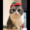 🐈 Эмодзи «» для Telegram