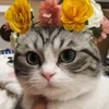 🌟 Эмодзи «» для Telegram