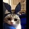 🐈 Эмодзи «» для Telegram