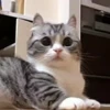 🐈 Эмодзи «» для Telegram