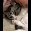 🐈 Эмодзи «» для Telegram