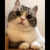 🌟 Эмодзи «» для Telegram
