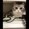 🐈 Эмодзи «» для Telegram