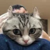 🐈 Эмодзи «» для Telegram